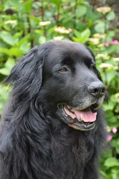Black,  young Mixed Breed for adoption at AdopteUnChat.org, Châteauneuf-du-Faou