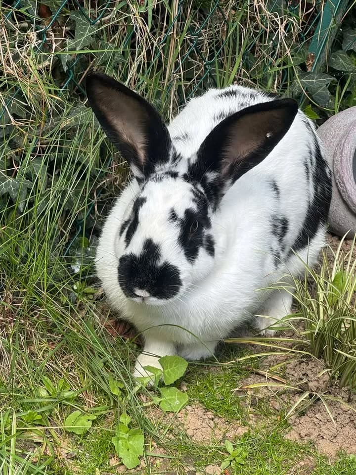 Edward,  Mixed Breed for adoption at AdopteUnChat.org, Châteauneuf-du-Faou