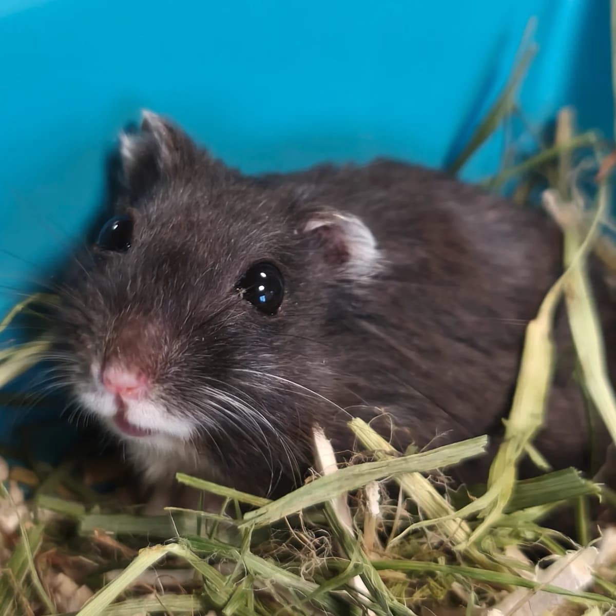 25 Hamsters, male Mixed Breed for adoption at AdopteUnChat.org, Châteauneuf-du-Faou
