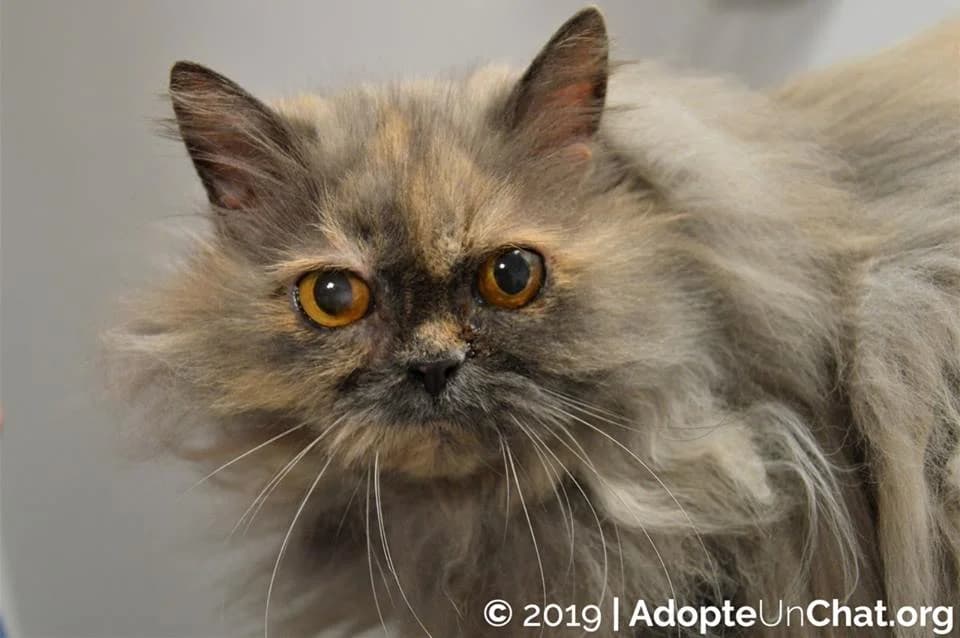 Milady,  senior Mixed Breed for adoption at AdopteUnChat.org, Châteauneuf-du-Faou