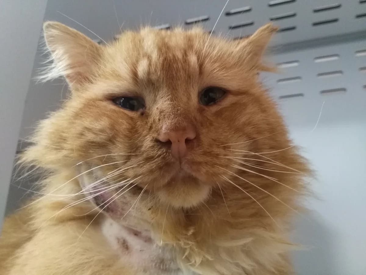 Melen, fatigué par ses années dans la rue, male 7yo Mixed Breed for adoption at AdopteUnChat.org, Châteauneuf-du-Faou