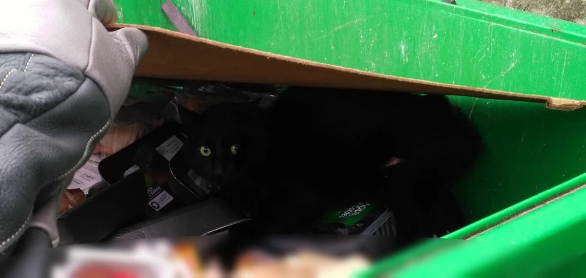 Sauvetage d&rsquo;un chat dans une poubelle,  Mixed Breed for adoption at AdopteUnChat.org