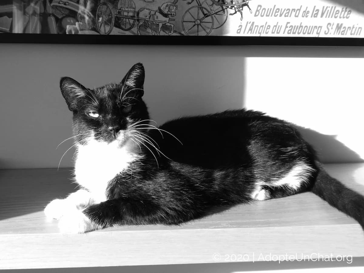 Jack nous a quitté …,  senior Mixed Breed for adoption at AdopteUnChat.org, Châteauneuf-du-Faou