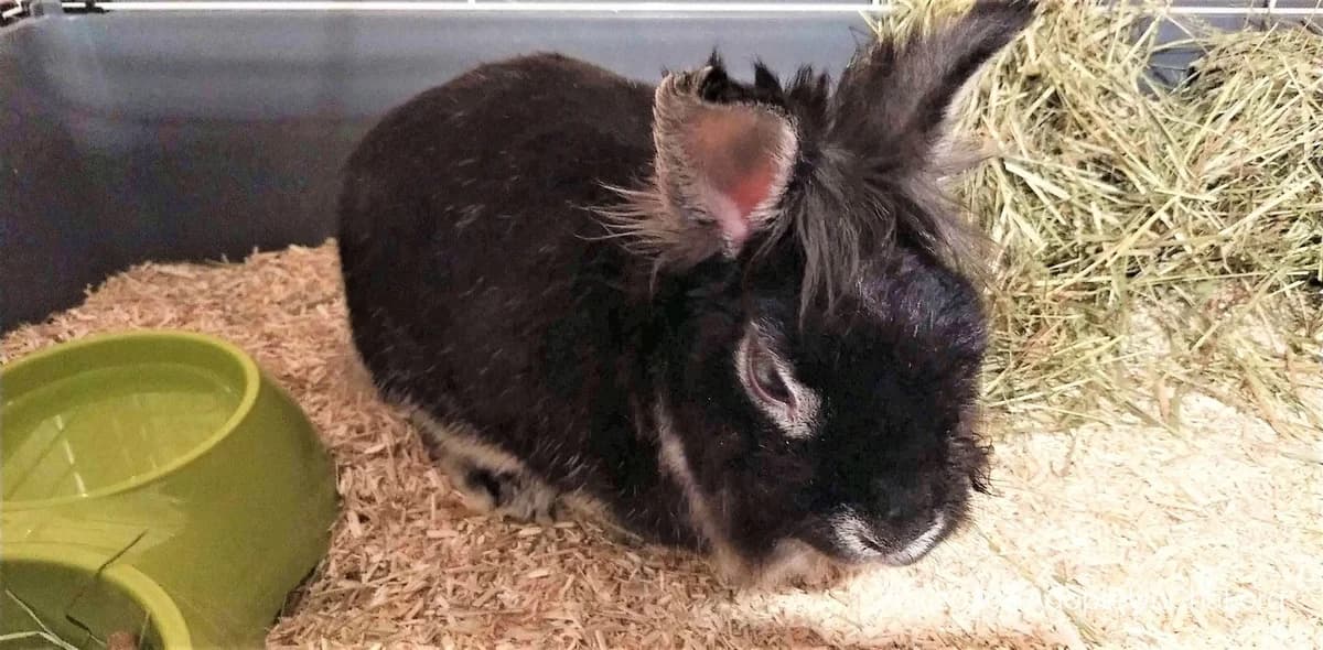 De la maltraitance dans les associations de protection animale?, male Mixed Breed for adoption at AdopteUnChat.org