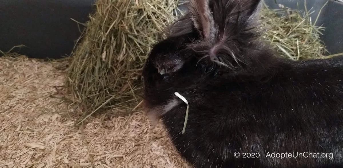 De la maltraitance dans les associations de protection animale?, male Mixed Breed for adoption at AdopteUnChat.org — photo 2 of 6