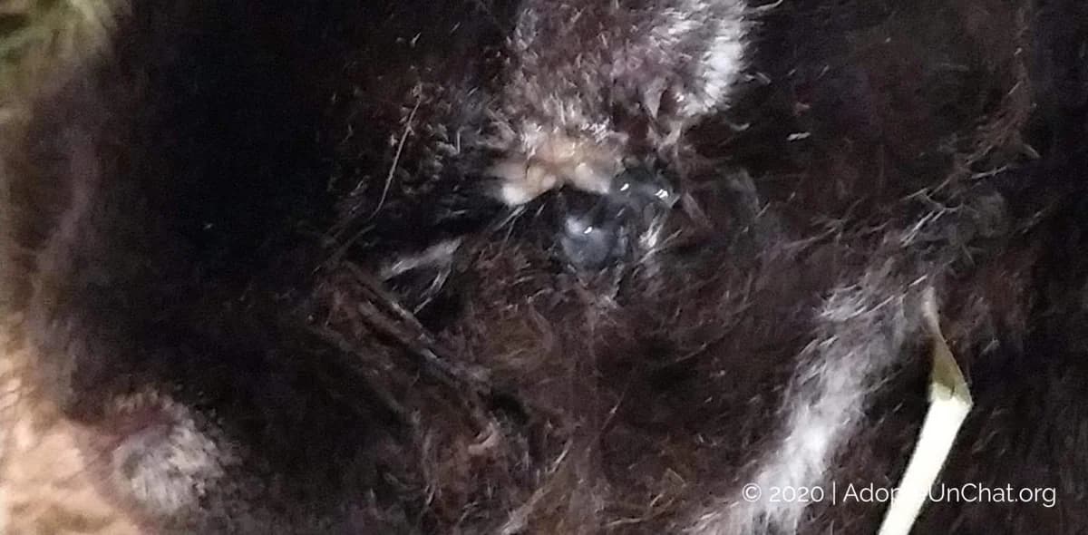 De la maltraitance dans les associations de protection animale?, male Mixed Breed for adoption at AdopteUnChat.org — photo 3 of 6