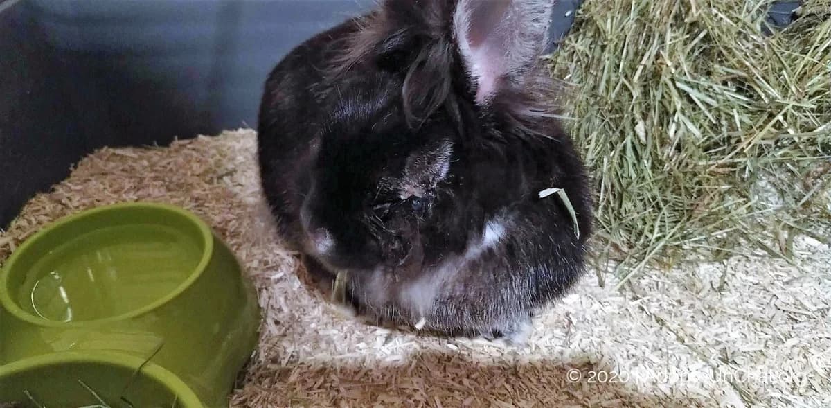 De la maltraitance dans les associations de protection animale?, male Mixed Breed for adoption at AdopteUnChat.org — photo 4 of 6