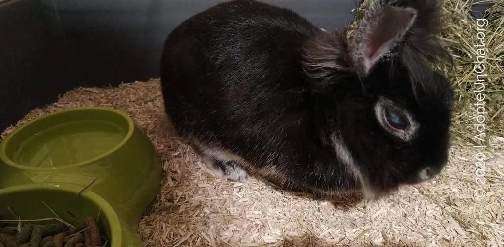 De la maltraitance dans les associations de protection animale?, male Mixed Breed for adoption at AdopteUnChat.org — photo 5 of 6