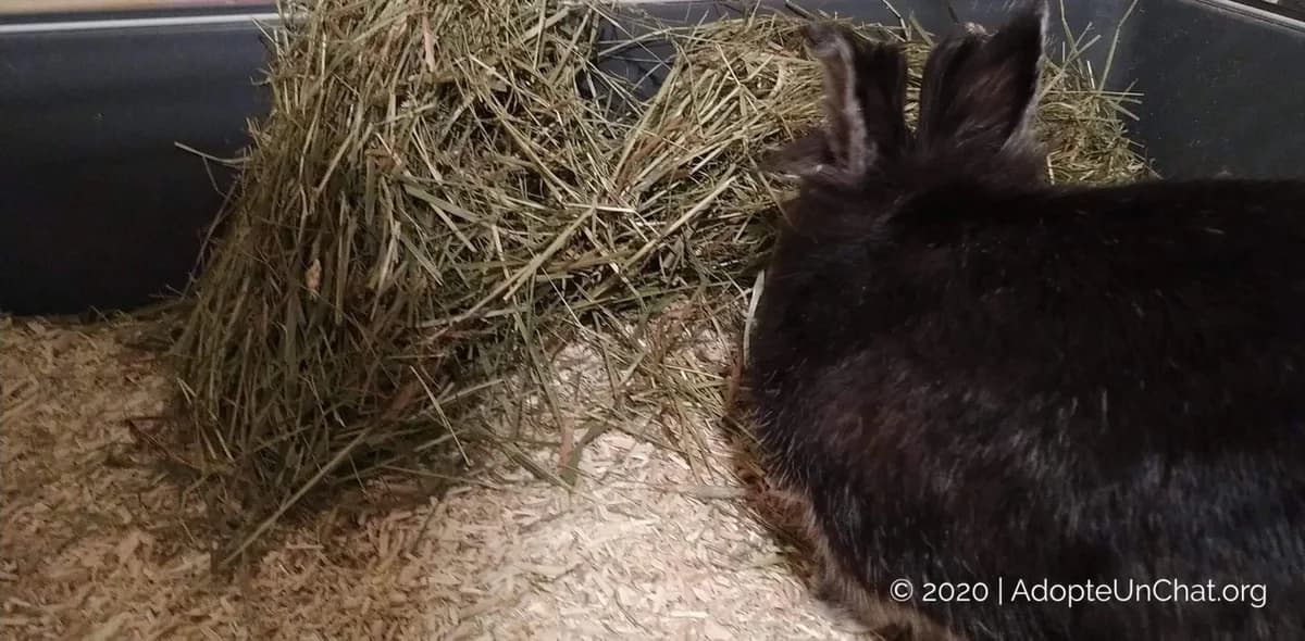 De la maltraitance dans les associations de protection animale?, male Mixed Breed for adoption at AdopteUnChat.org — photo 6 of 6