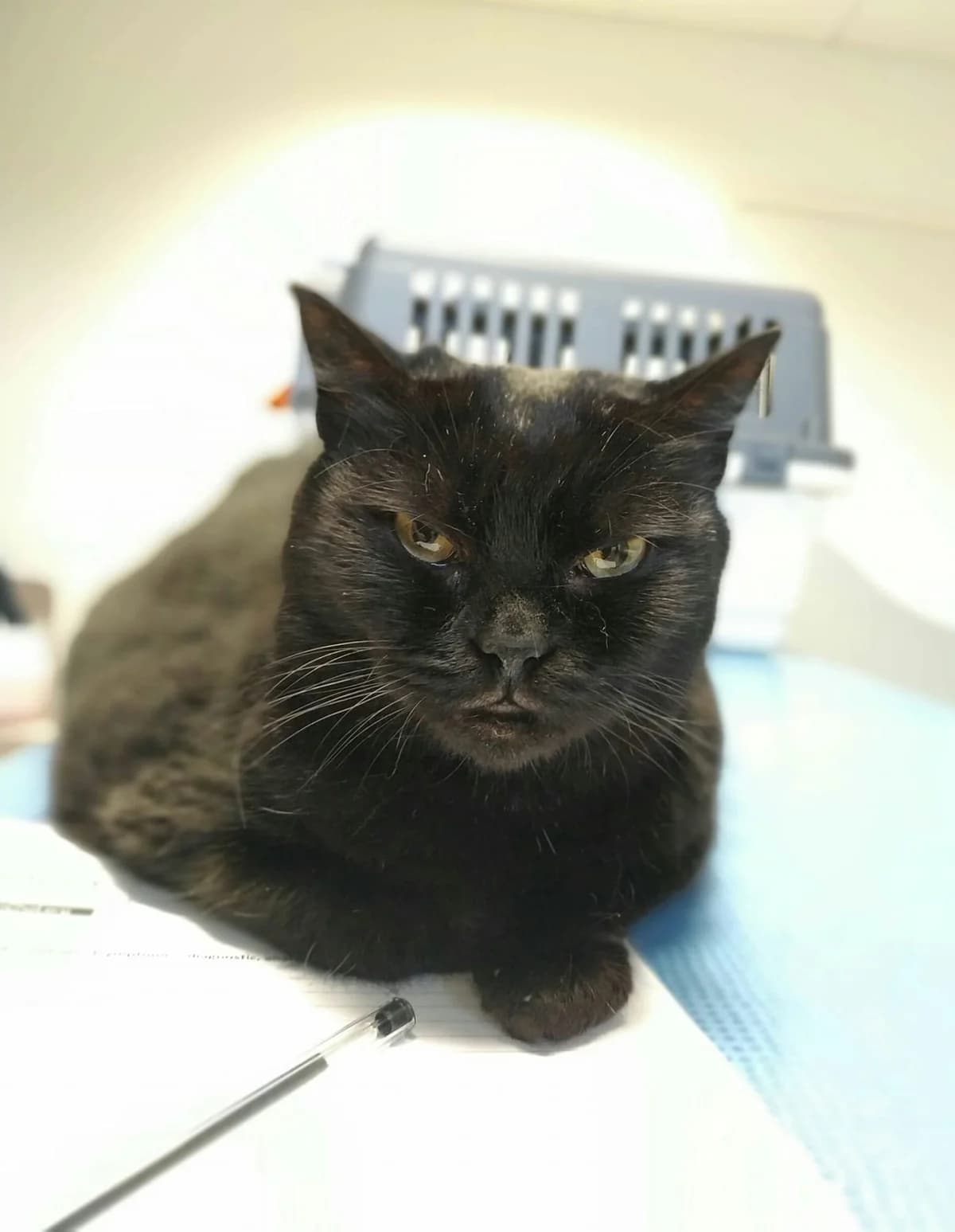 Informations concernant le Sida du chat (FIV),  3yo Mixed Breed for adoption at AdopteUnChat.org, Châteauneuf-du-Faou