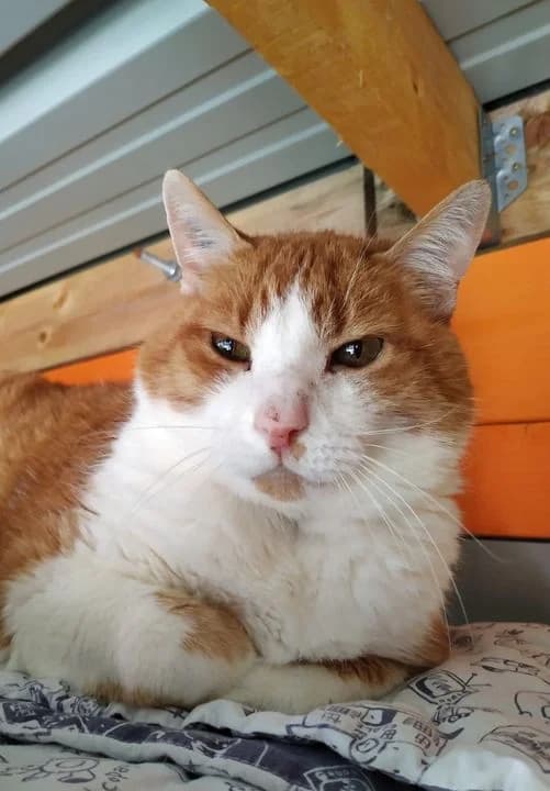 Garou,  Mixed Breed for adoption at AdopteUnChat.org, Châteauneuf-du-Faou