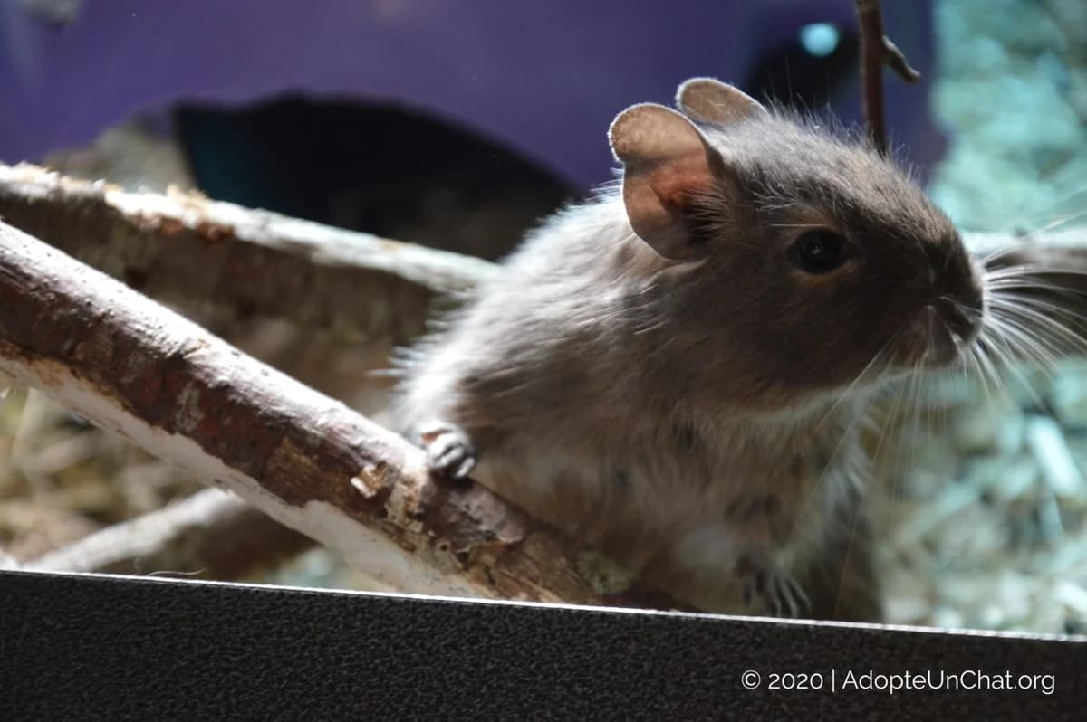 Nos octodons,  senior Mixed Breed for adoption at AdopteUnChat.org, Châteauneuf-du-Faou