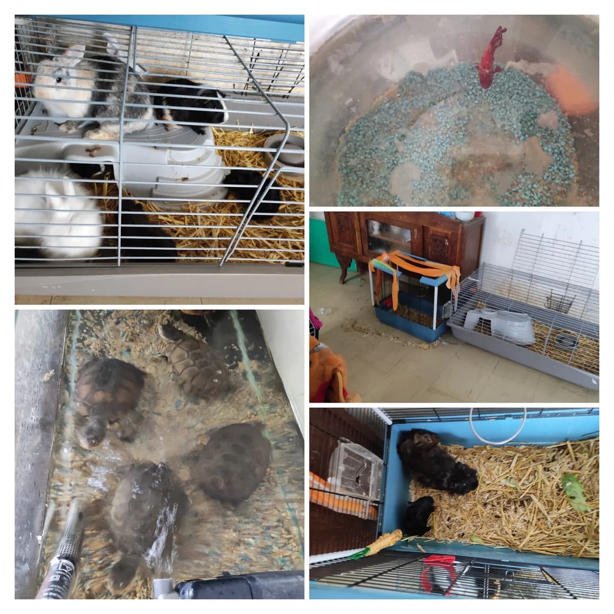 Sauvetage de 27 NACs détenus dans des conditions ignobles, male senior Mixed Breed for adoption at AdopteUnChat.org, Châteauneuf-du-Faou