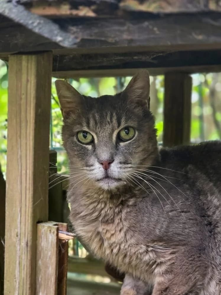 Bijou,  senior European Shorthair for adoption at Agir Pour La Vie Animale, France
