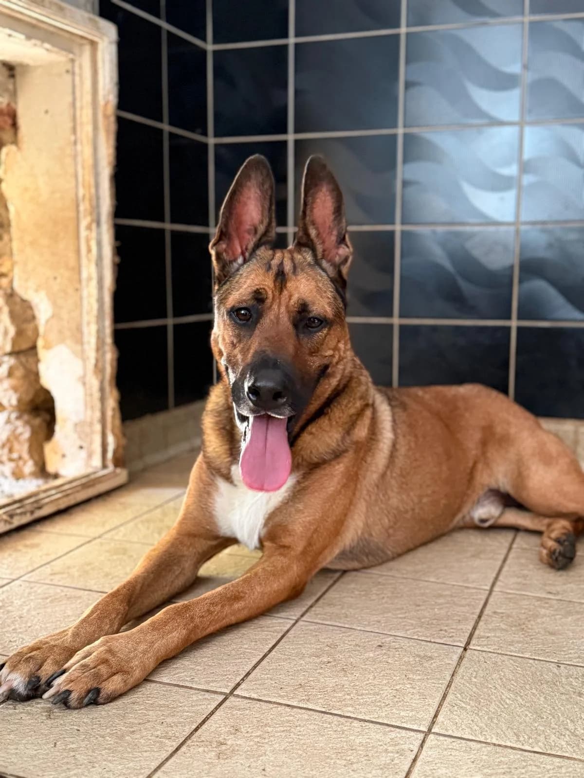 Bo,  4yo Belgian Malinois for adoption at Agir Pour La Vie Animale, France