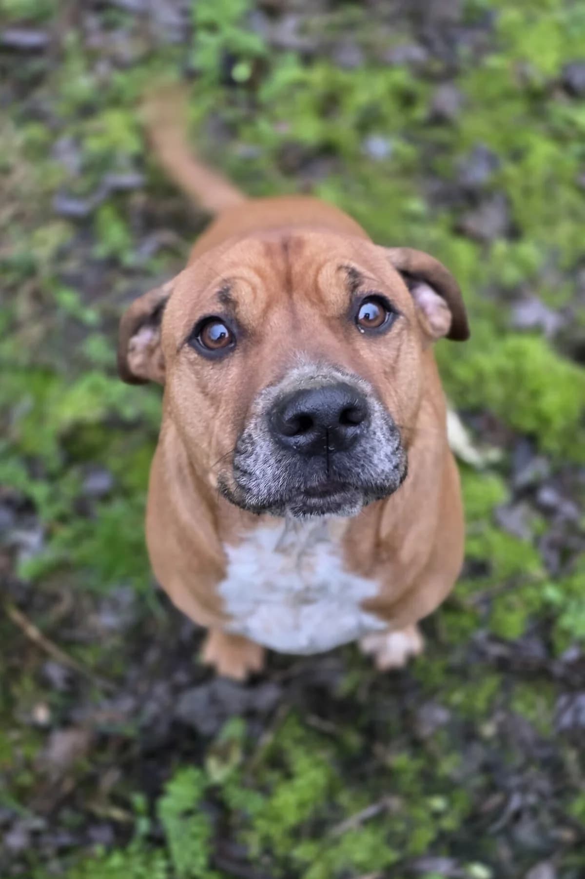 Floki,  5yo Labrador Retriever for adoption at Agir Pour La Vie Animale, France