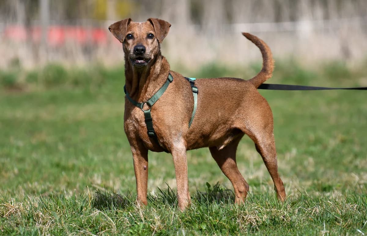 Iako, male senior mixed breed for adoption at Agir Pour La Vie Animale, France