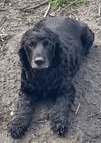 Joe, male senior Cocker Spaniel for adoption at Agir Pour La Vie Animale, France