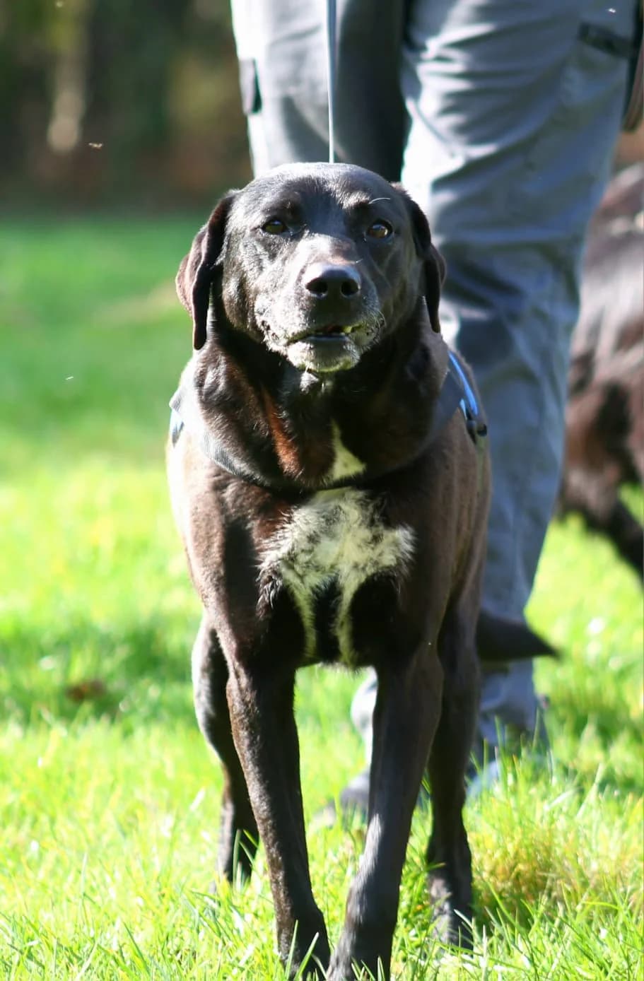 Keera, female senior Pointer for adoption at Agir Pour La Vie Animale, France
