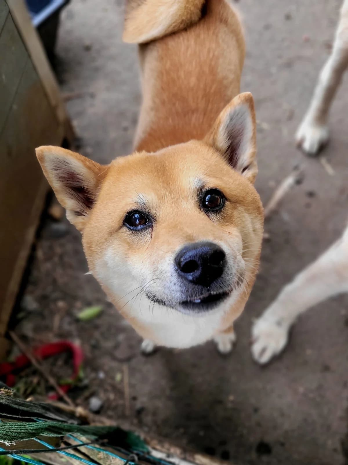 Lasko,  senior Shiba Inu for adoption at Agir Pour La Vie Animale, France