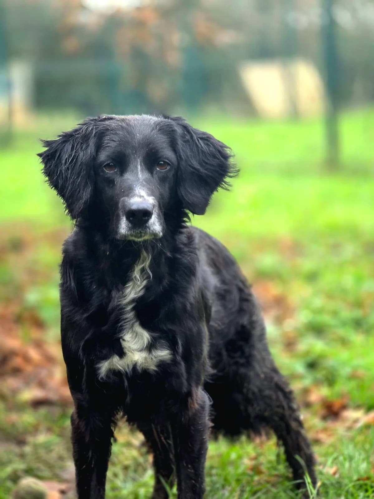 Leria, female 7yo mixed breed for adoption at Agir Pour La Vie Animale, France