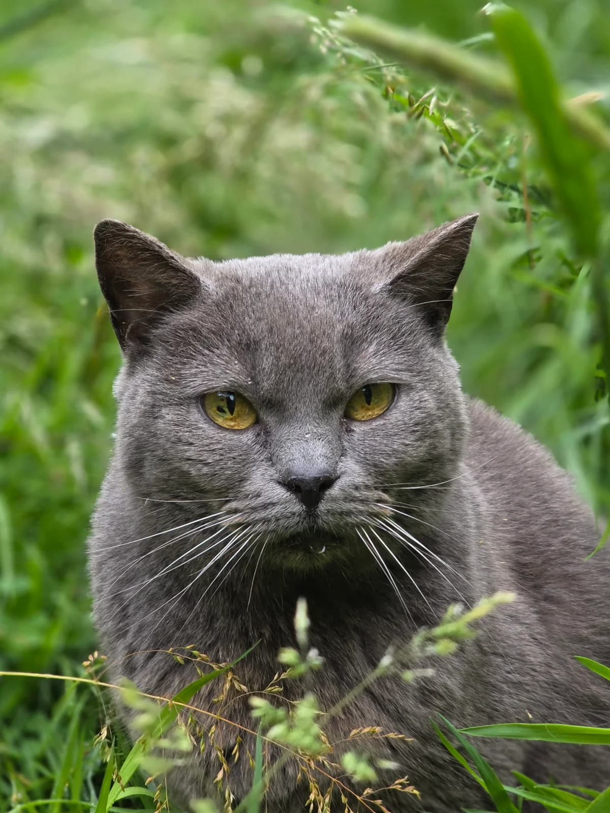 Loula,  (Agir Pour La Vie Animale)