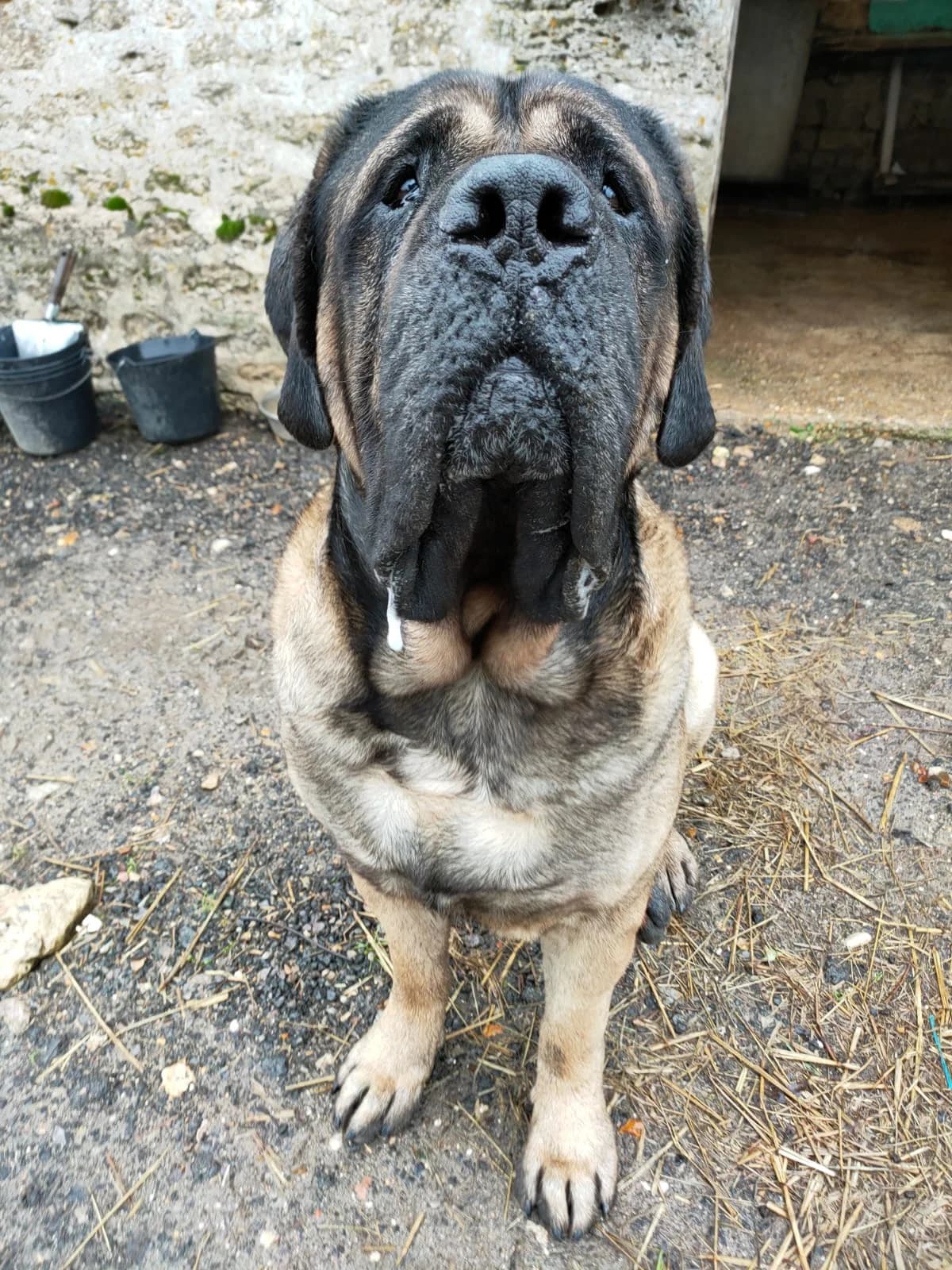 Lyon,  senior Mastiff for adoption at Agir Pour La Vie Animale, France