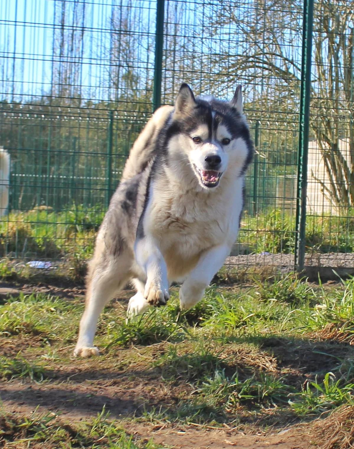 Miko, male senior Husky for adoption at Agir Pour La Vie Animale, France