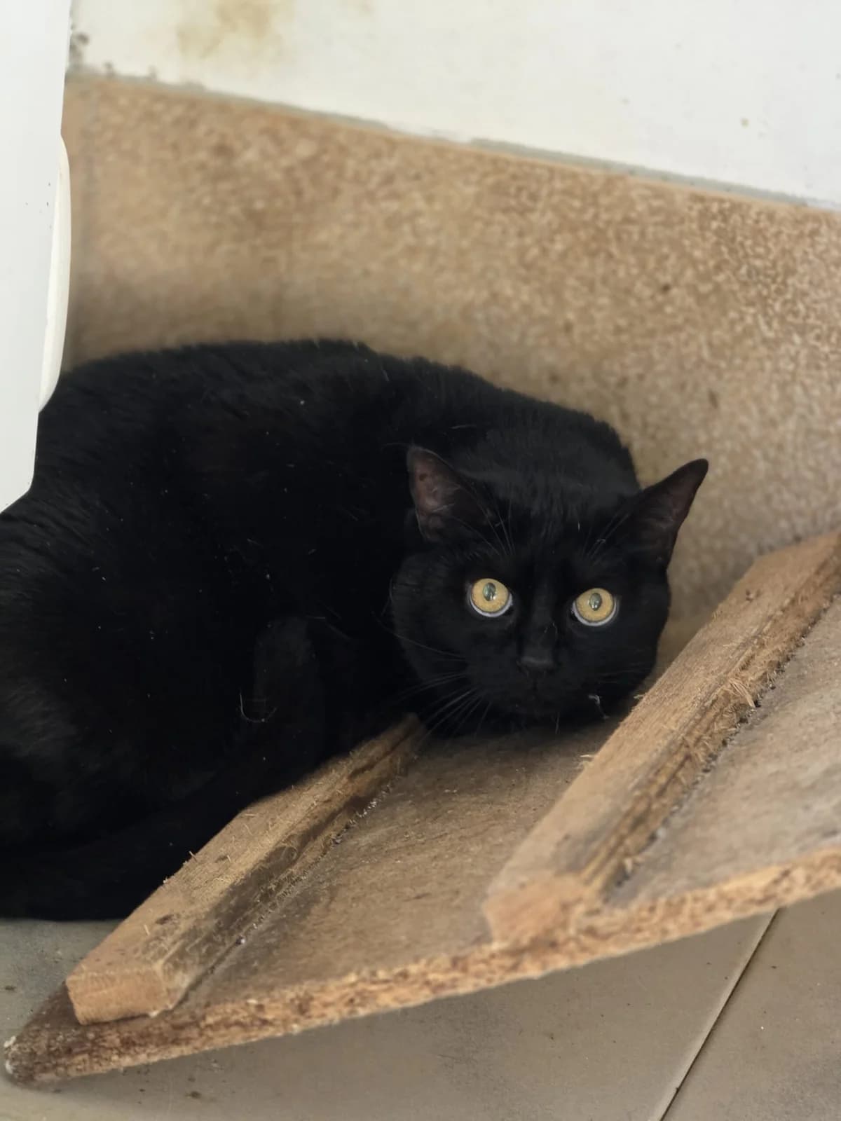 Nami, female senior European Shorthair for adoption at Agir Pour La Vie Animale, France