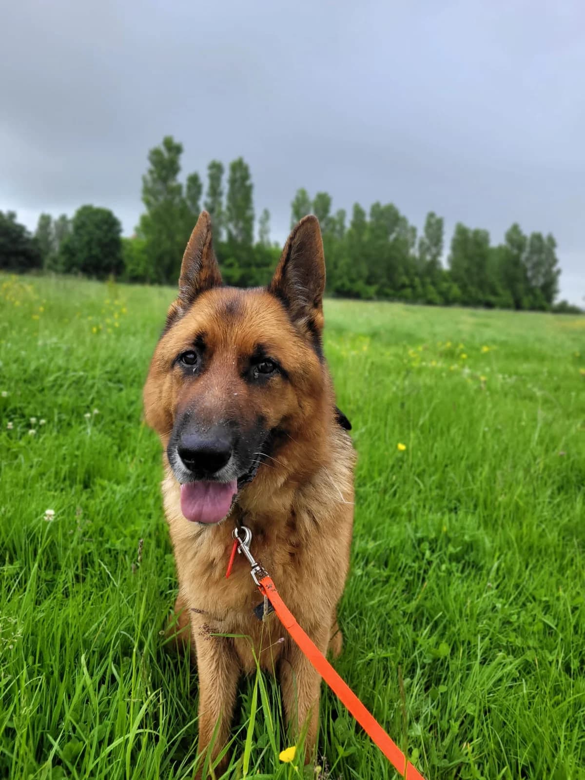 Nemo,  senior German Shepherd for adoption at Agir Pour La Vie Animale, France