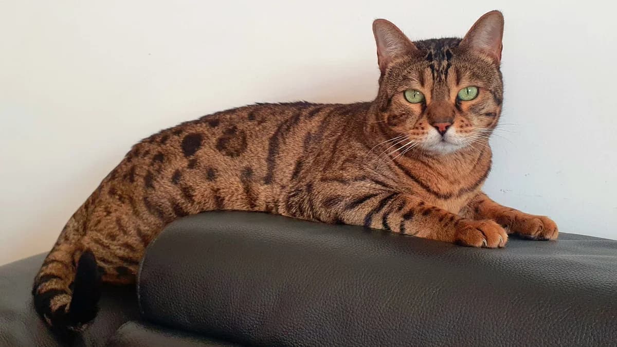 Orion, male 7yo Bengal for adoption at Agir Pour La Vie Animale, France