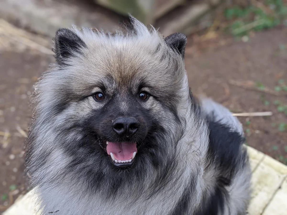 Pixel, male 6yo mixed breed for adoption at Agir Pour La Vie Animale, France