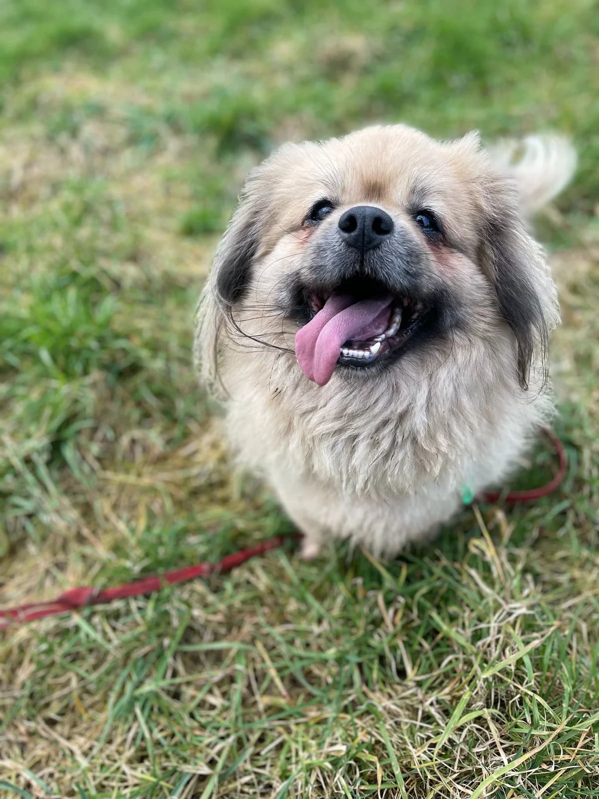 Poppy, male 4yo mixed breed for adoption at Agir Pour La Vie Animale, France