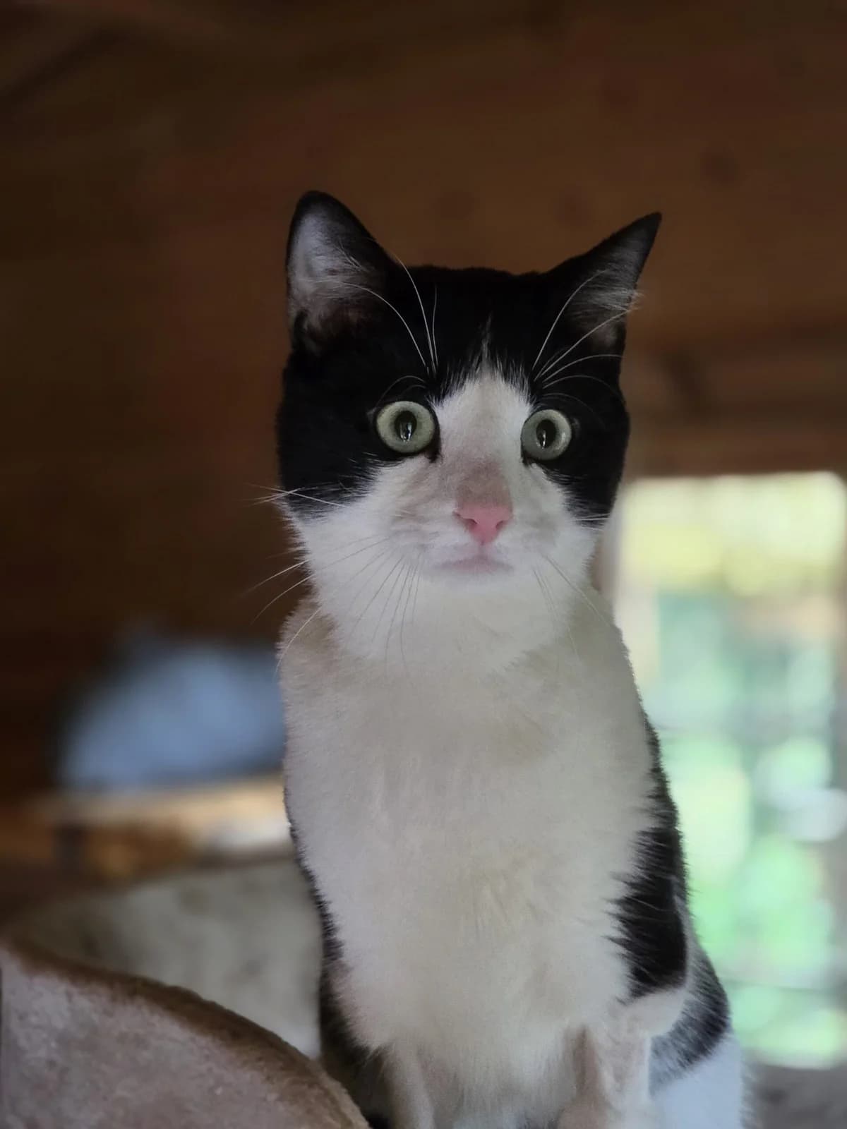 Pouic, European Shorthair (Agir Pour La Vie Animale)