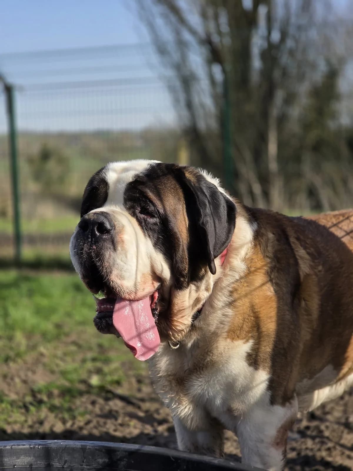 Raoul,  3yo Saint Bernard for adoption at Agir Pour La Vie Animale, France