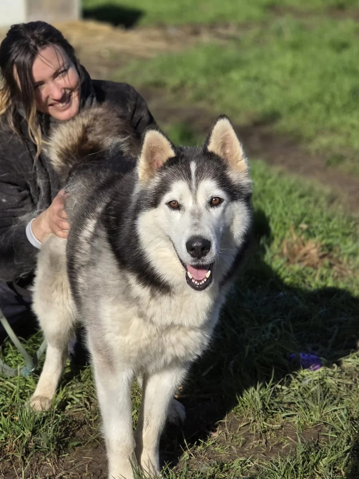 Rexy,  senior Husky for adoption at Agir Pour La Vie Animale, France