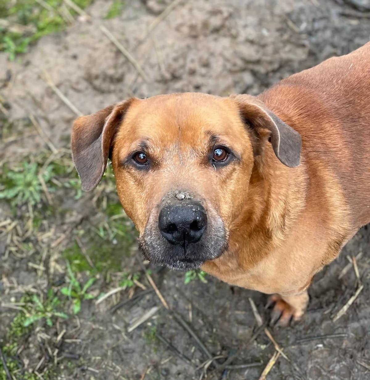 Rocky, male senior German Shepherd for adoption at Agir Pour La Vie Animale, France