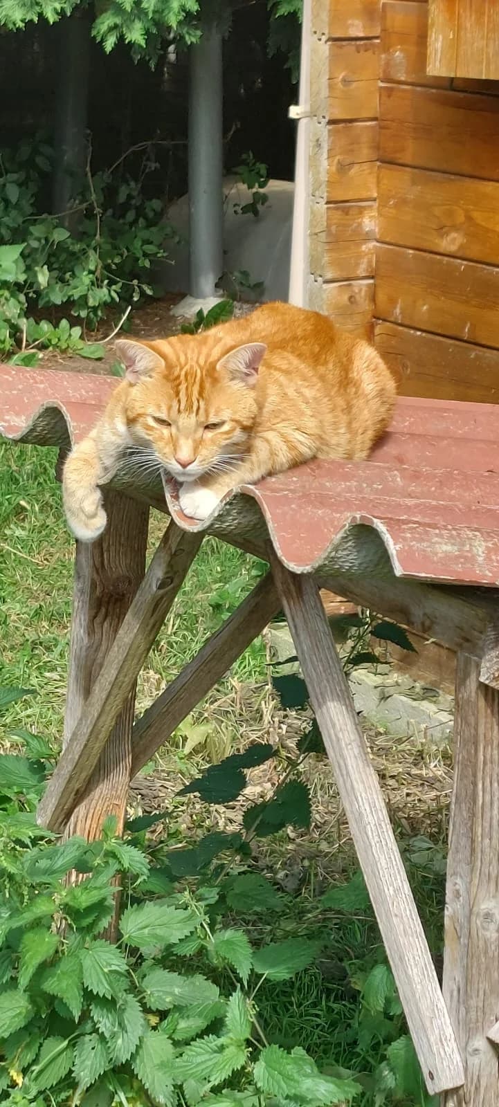 Rouky,  5yo European Shorthair for adoption at Agir Pour La Vie Animale, France