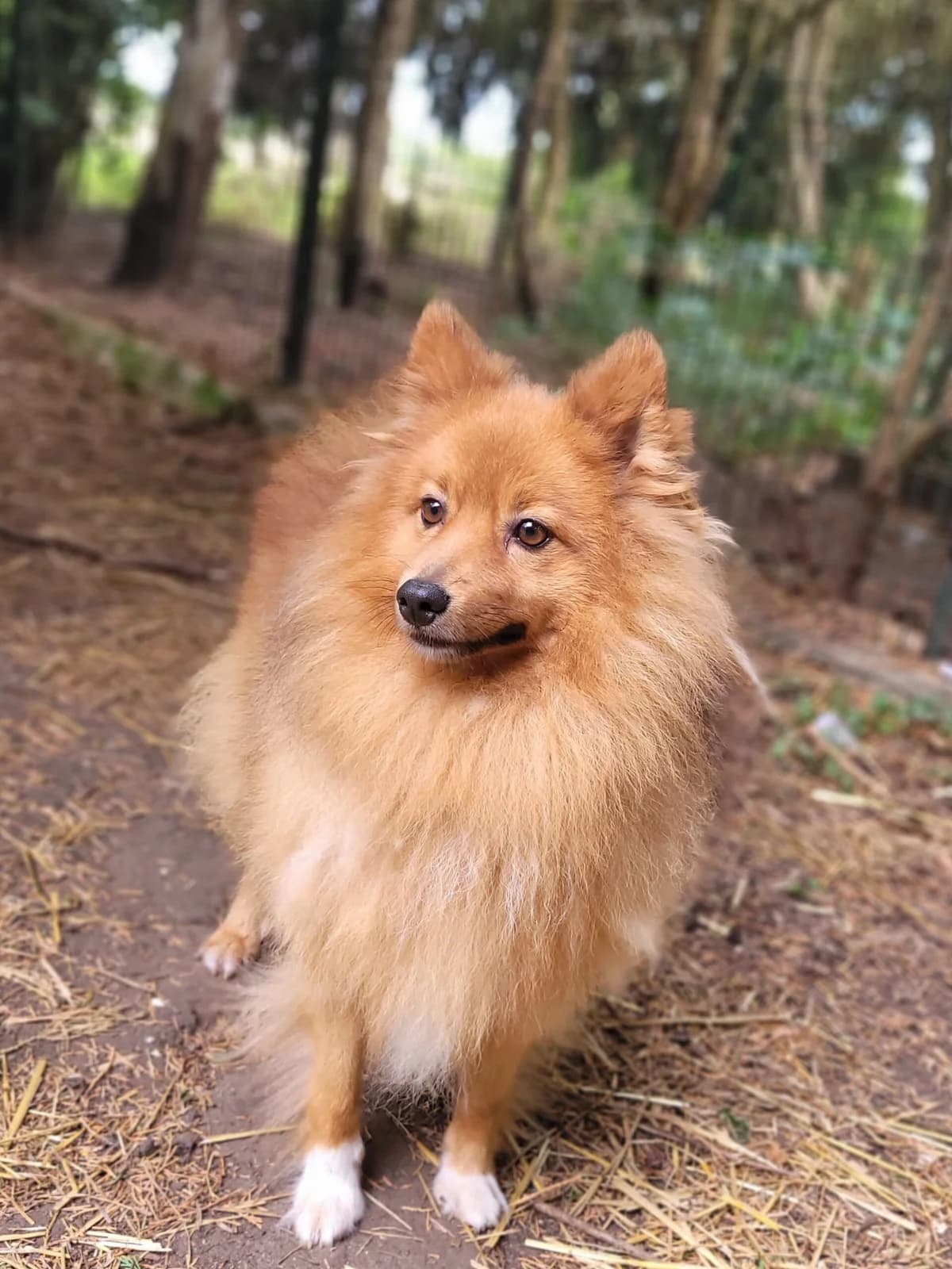 Roxy, male 6yo Mixed Breed for adoption at Agir Pour La Vie Animale, France