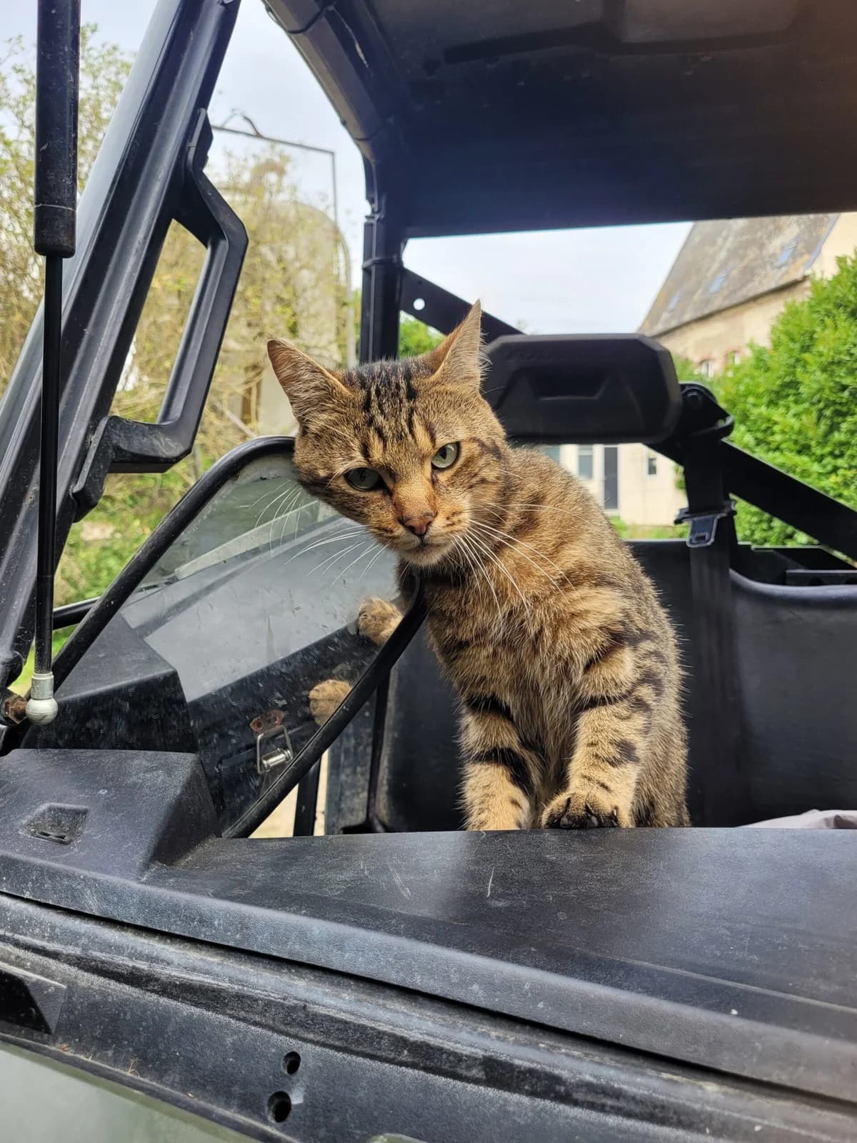 Simba, 4yo European Shorthair for adoption at Agir Pour La Vie Animale, France