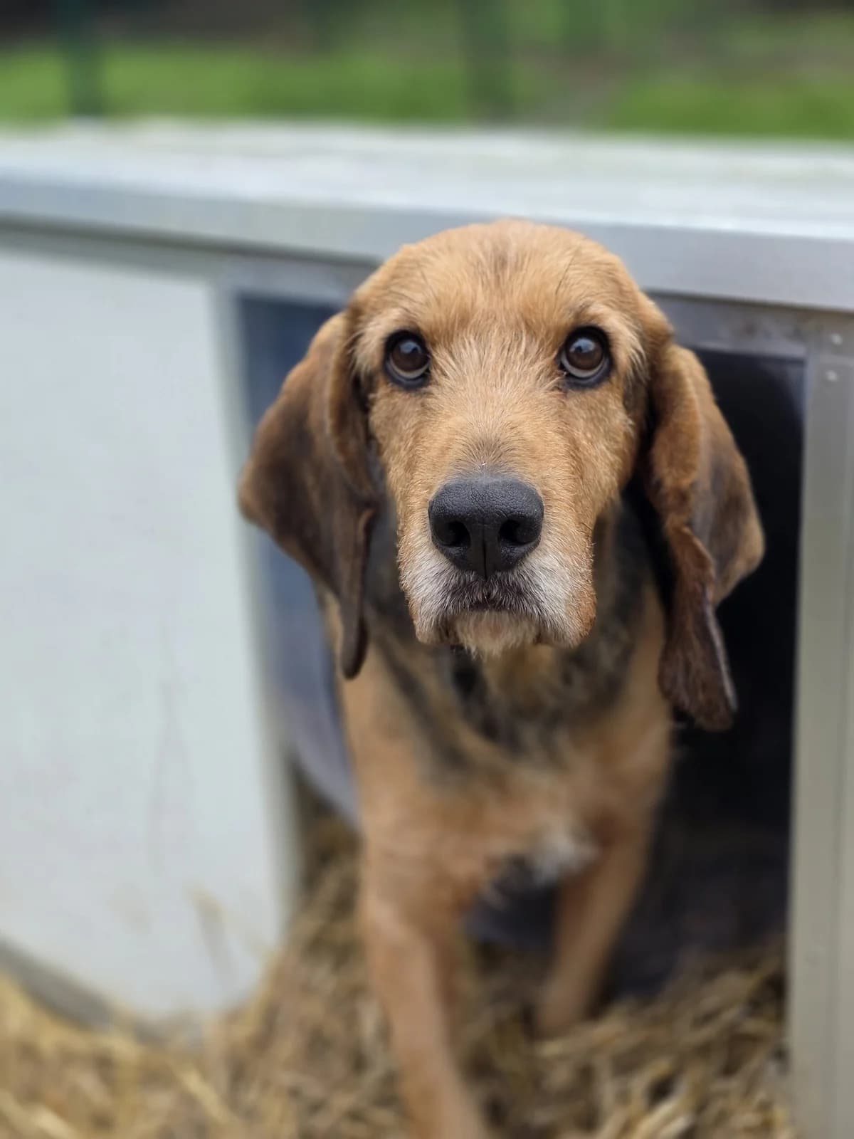 Sonic, male 4yo mixed breed for adoption at Agir Pour La Vie Animale, France