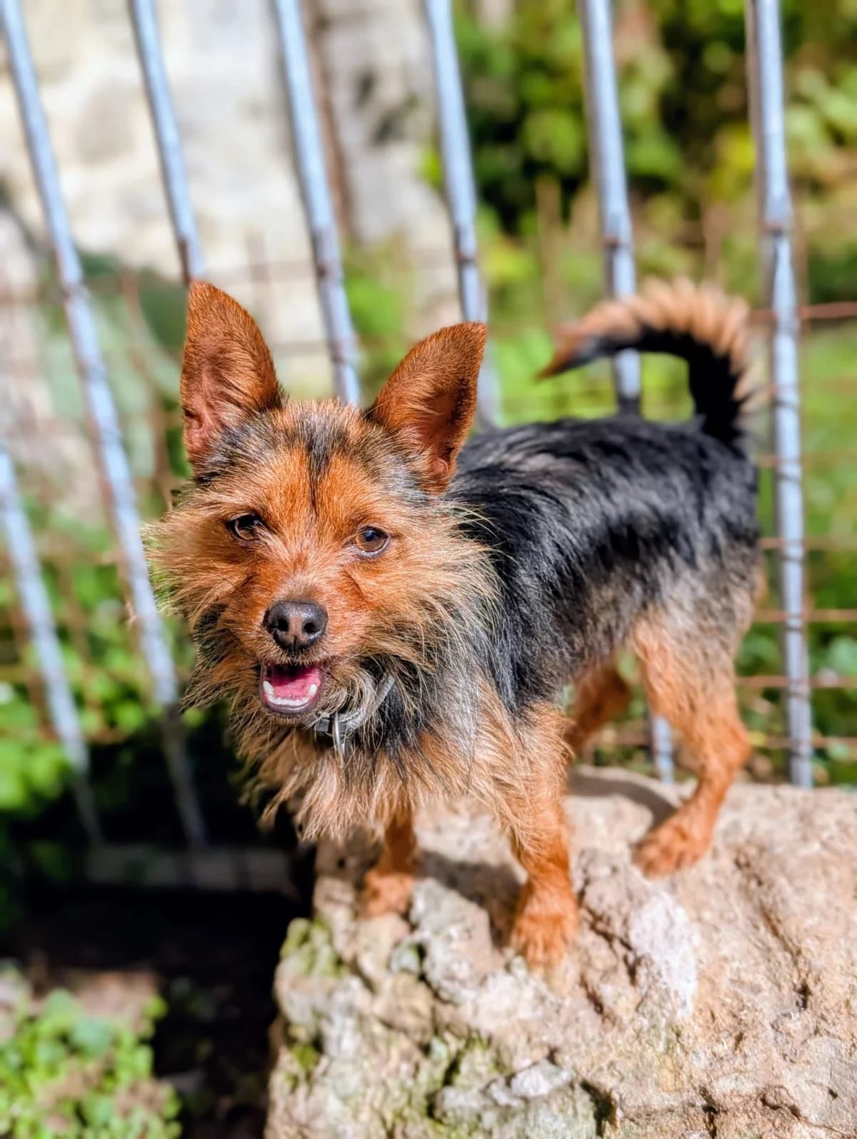 Timy, male 4yo Yorkshire Terrier for adoption at Agir Pour La Vie Animale, France