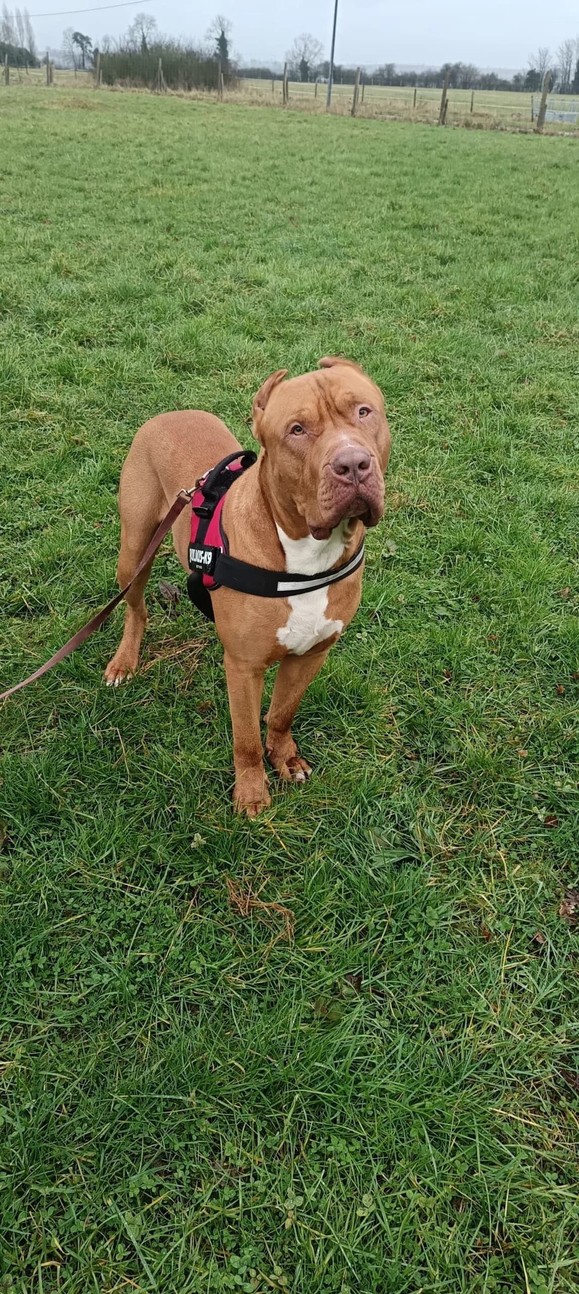 Tyson (non catégorisé), male young mixed breed for adoption at Agir Pour La Vie Animale, France