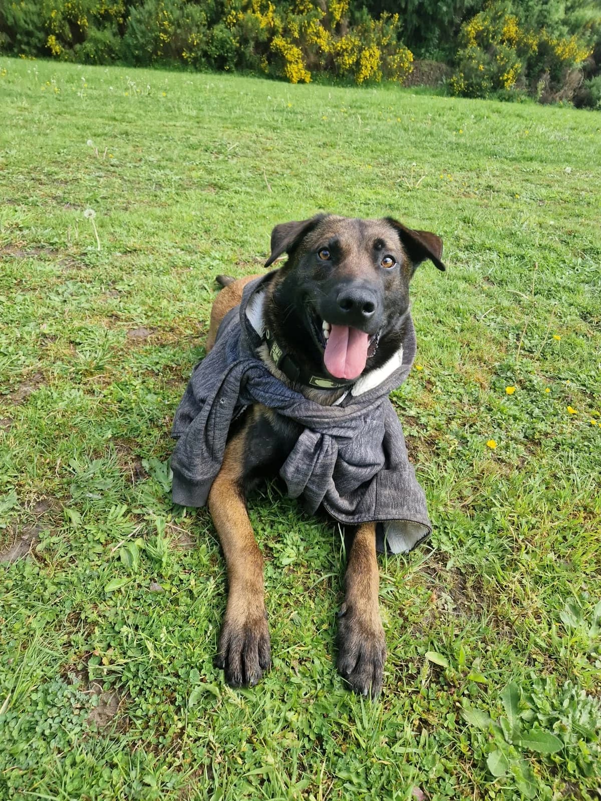 Vague, male puppy Belgian Malinois for adoption at Agir Pour La Vie Animale, France
