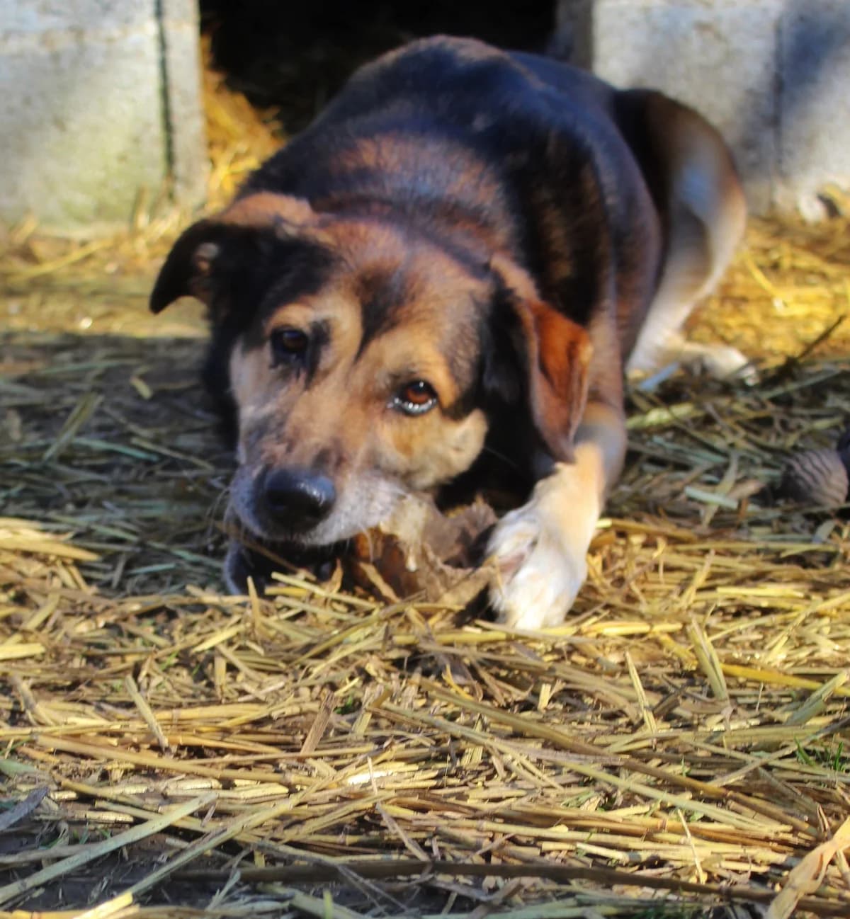 Zoé, female puppy mixed breed for adoption at Agir Pour La Vie Animale, France