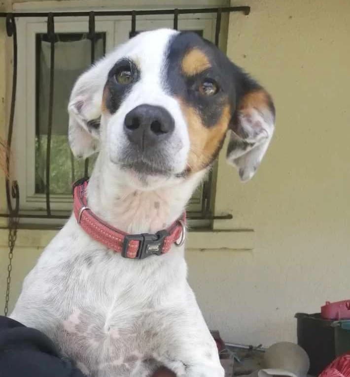 Ulane, attachante, aimante et dynamique, female Jack Russell Terrier for adoption at AidAnimaux33, Bordeaux