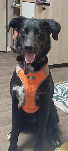 Rebel, affectueux proche de l’humain, male Labrador Retriever for adoption at AidAnimaux33