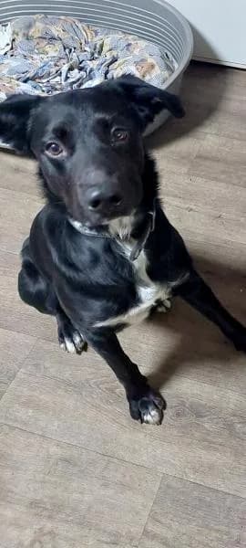 Rebel, affectueux proche de l’humain, male Labrador Retriever for adoption at AidAnimaux33 — photo 2 of 3