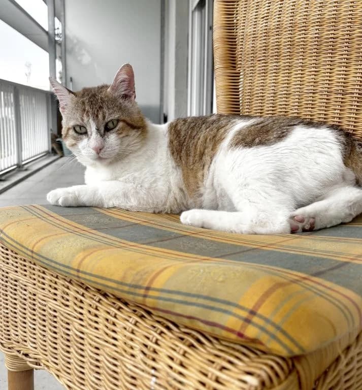 Alfred, doux câlin gourmand, male Mixed Breed for adoption at AidAnimaux33