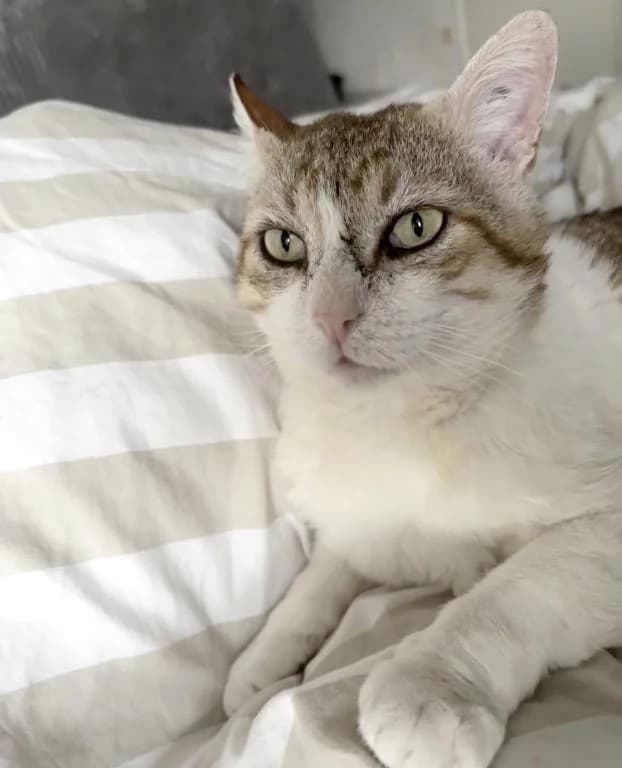 Alfred, doux câlin gourmand, male Mixed Breed for adoption at AidAnimaux33 — photo 2 of 7